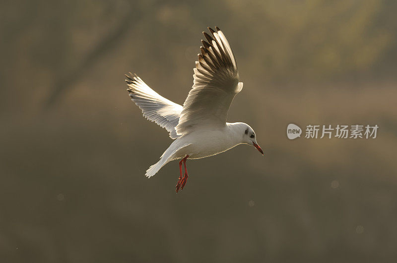 冬飞黑头鸥(Larus ridibundus)